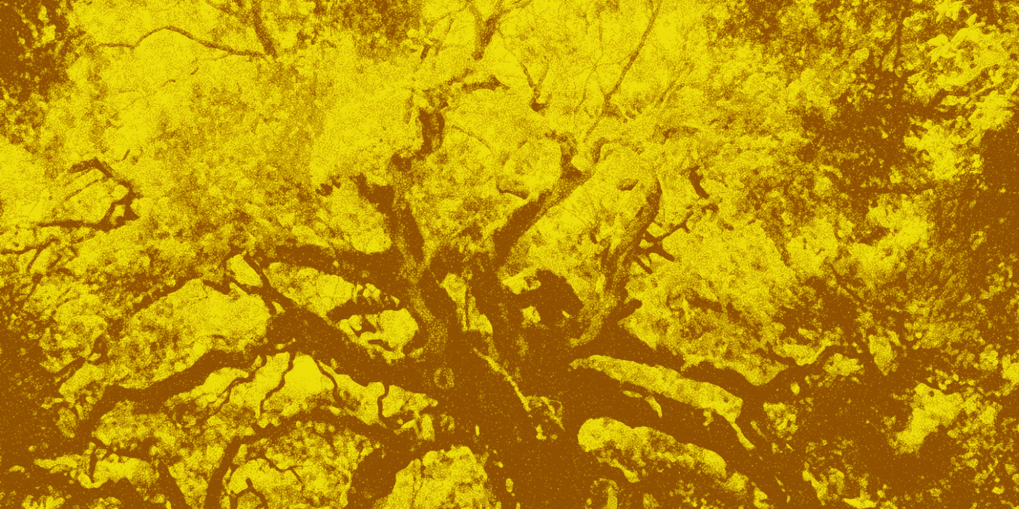 Large tree.
